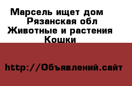 Марсель ищет дом!  - Рязанская обл. Животные и растения » Кошки   